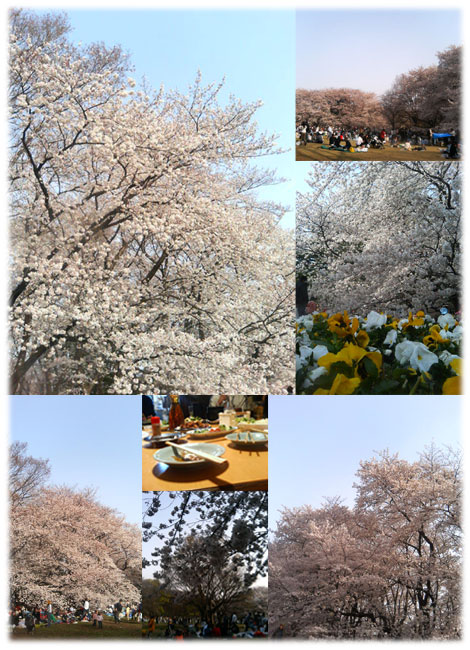 060401_sakura002.jpg