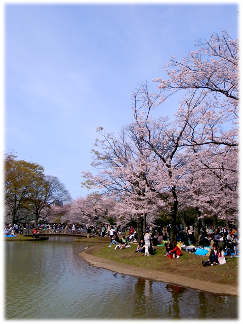 090411_Sakura.jpg