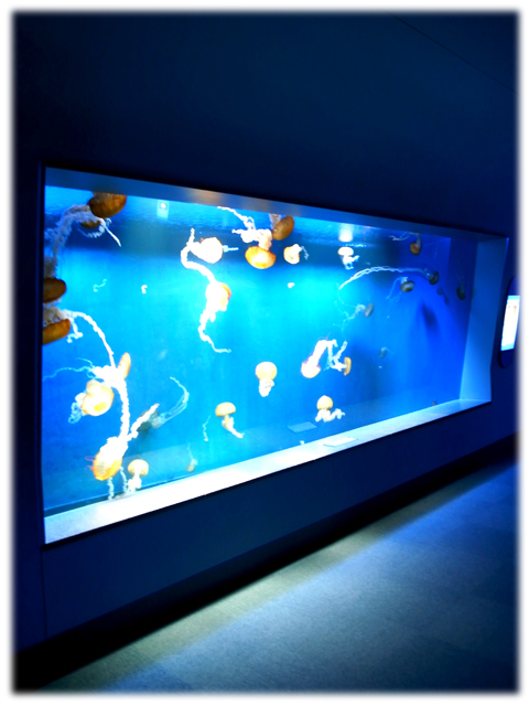 090517_Enoshima-aquarium-06.jpg