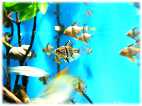 090517_Enoshima-aquarium-08.jpg