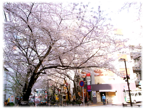 110410_Sakura-01.jpg