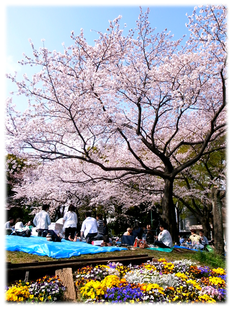 110410_Sakura-02.jpg