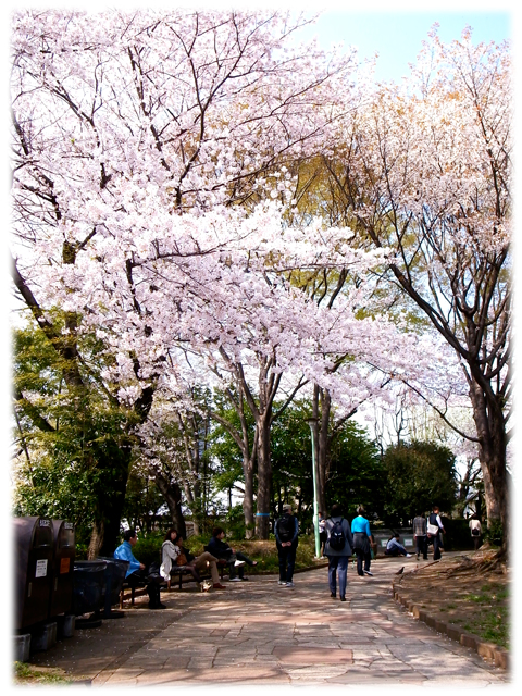 110410_Sakura-03.jpg