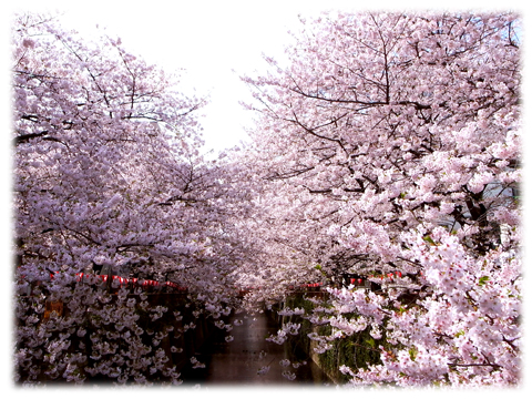 110410_Sakura-05.jpg