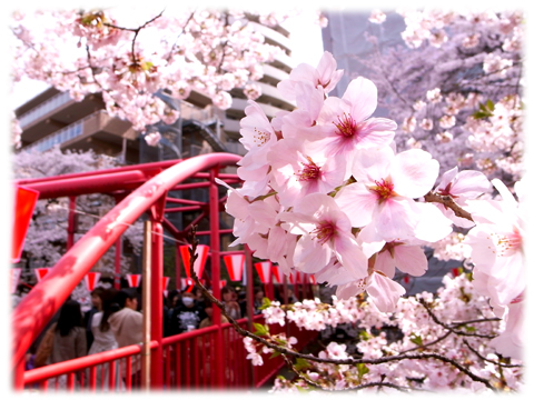 110410_Sakura-06.jpg