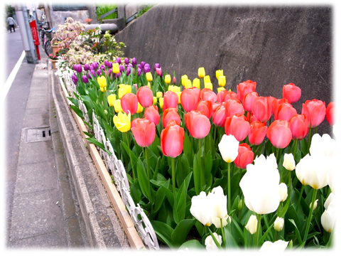 120424_tulip.jpg