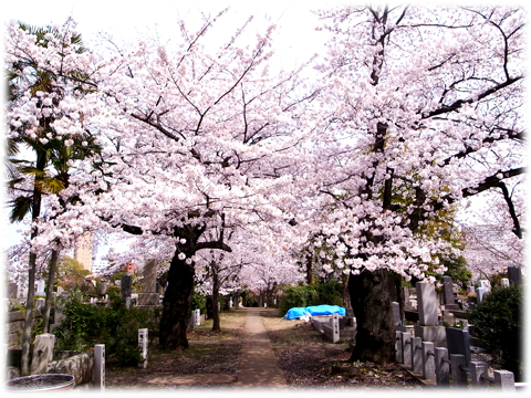 130329_Sakura_2013-03.jpg