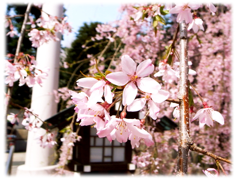 140401_Sakura_NogiJinjya-02.jpg