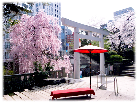 140401_Sakura_NogiJinjya-03.jpg