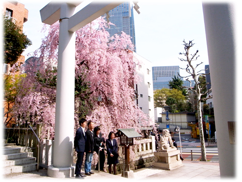 140401_Sakura_NogiJinjya-04.jpg